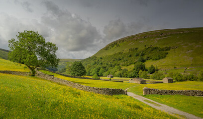 Obraz premium Muker Meadows in the Yorkshire Dales, North Yorkshire, England, with wild buttercups and traditional stone walls in Swaledale countryside.