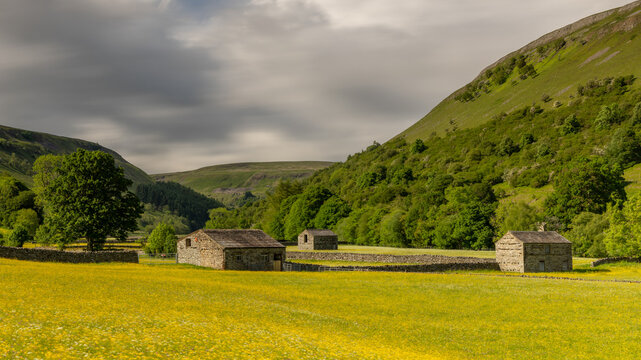 Muker Meadows in the Yorkshire Dales, North Yorkshire, England, with wild buttercups and traditional stone walls in Swaledale countryside.