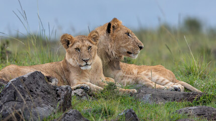 Companionship © George Erwin Turner