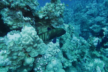 coral reef with fish © Donald