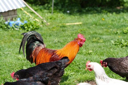 A rooster with bright red-orange plumage. Hens of various breeds such as Dominant, Plymouth Rock, Adler Silver, and Australorp. A bird feeder with food. Rural area
