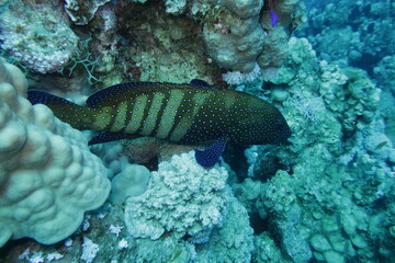 coral reef with fish © Donald