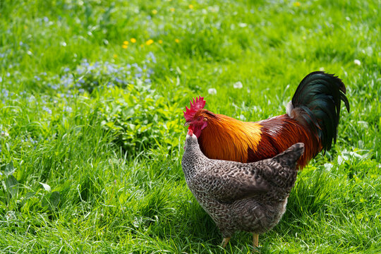A rooster with bright red-orange plumage. Hens of various breeds such as Dominant, Plymouth Rock, Adler Silver, and Australorp. A bird feeder with food. Rural area