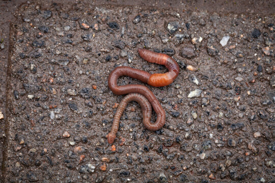 Earthworm crawling on wet asphalt after rain