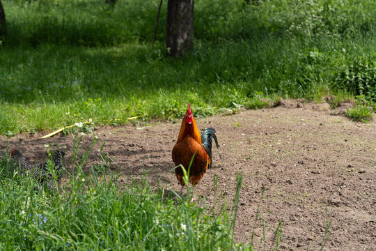 A rooster with bright red-orange plumage. Hens of various breeds such as Dominant, Plymouth Rock, Adler Silver, and Australorp. A bird feeder with food. Rural area