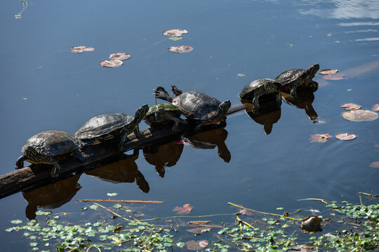 Western painted turtles on log in peaceful lake water, one turtle stretching back legs out fully, as a nature background
