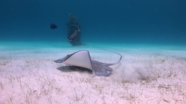 A Southern Stingray (dasyatis americana) swimming softly in the sand