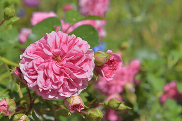 Fototapeta premium Roses blooming in Parc Monceau, Paris, France, May 26, 2026