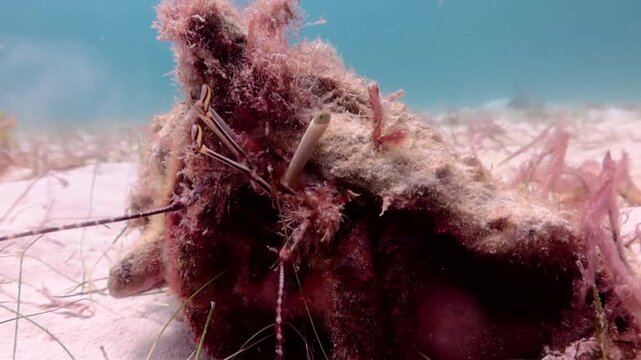 Stareye Hermit Crab (dardanus venosus) hidden in a shell