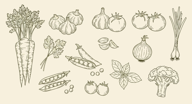 Vegetable illustrations, line drawing of assorted vegetables, healthy food concept, background