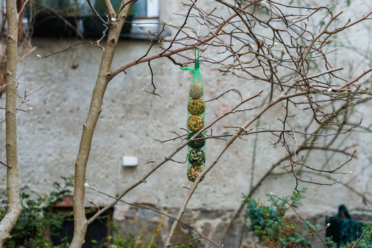 Hanging suet balls feeder for wild birds in winter