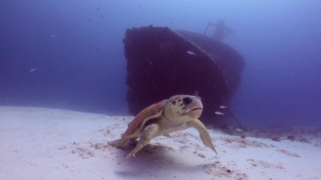 A giant loggerhead turtle (caretta caretta) swimming in front of a shipwreck