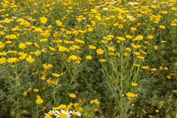 Obraz premium Close-up of a field full of daisies and chamomile. Flowers in the countryside. Yellow and green. 
