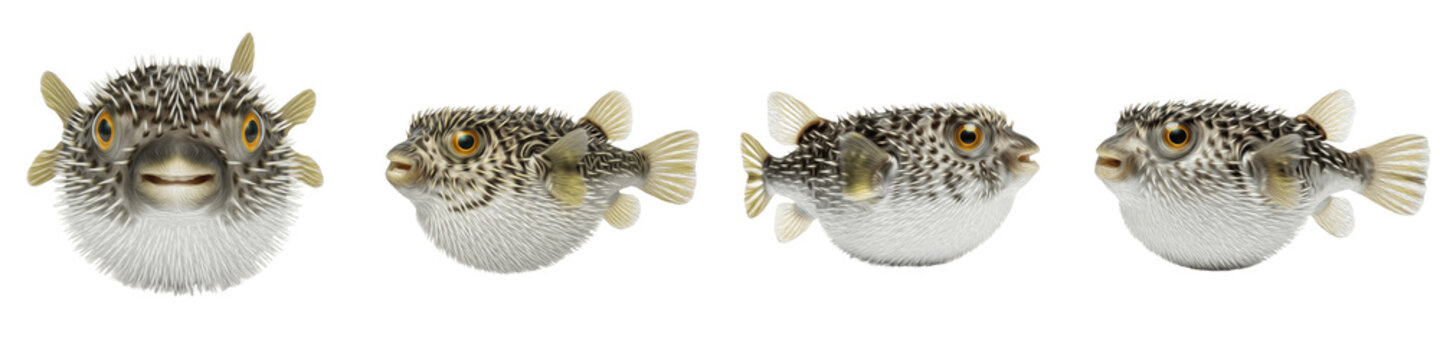 3D Realistic Pufferfish Set Isolated on White Background: Inflated and Deflated Blowfish, Porcupinefish, and Toadfish Collection for Aquarium Design, Marine Life Education, Exotic Sea Creatures, and O