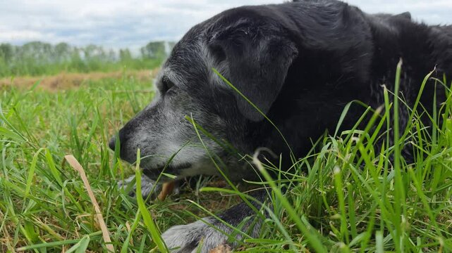A big old dog is gnawing on a bone in the grass.


