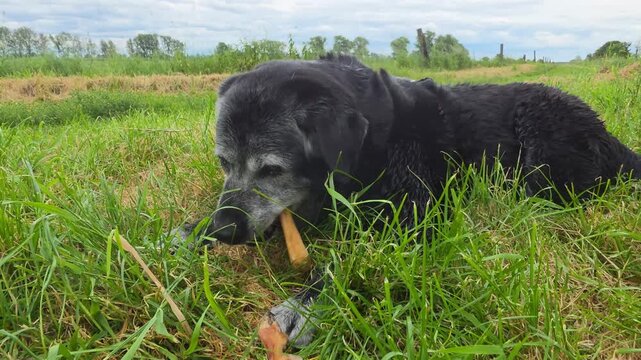 A big old dog is gnawing on a bone in the grass.

