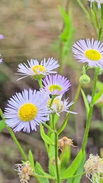 Delicate purple fleabane daisies swaying in breeze