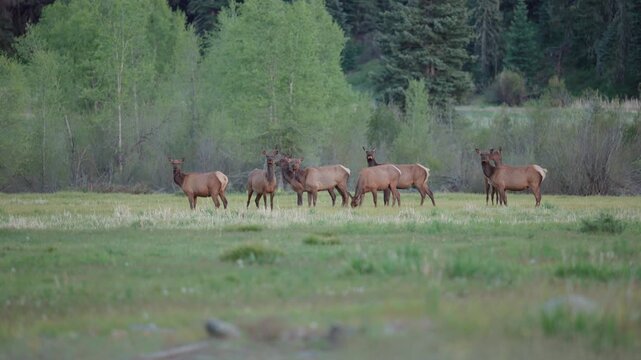 Group of Elk in the San Juan National Forest of Colorado