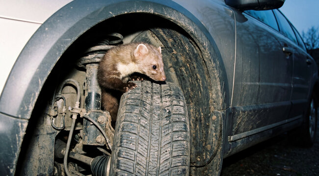 Stone marten seeking engine bay access through wheel arch.