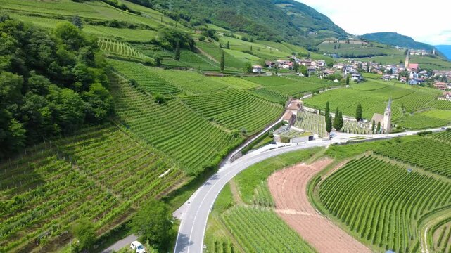 TERMENO - FILARI DI VITI