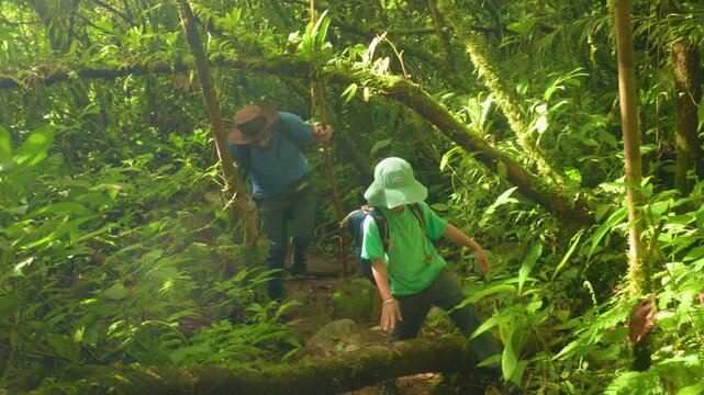 Son with father hiking through wild nature as they navigate a dense tropical rainforest trail. Lush green vegetation surrounds the pair wearing backpacks and sun hats on their jungle adventure.