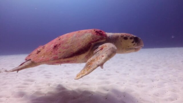 Giant Loggerhead Turtle (caretta caretta) swimming over the sandbank