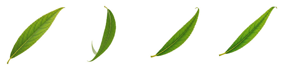 Fresh Green Willow Leaves Set PNG - Realistic Narrow Foliage Collection with Detailed Stems Isolated on Transparent Background for Organic Health Branding, Natural Ecology Graphics, Spring Patterns, a © G. Ramos