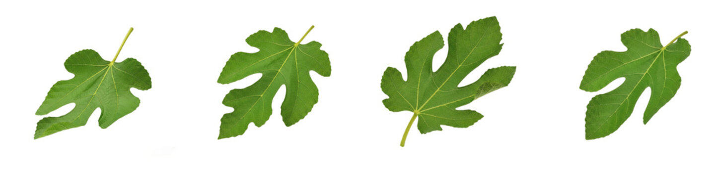 Isolated Fig Leaves PNG Set, Realistic Organic Green Ficus Carica Foliage Transparent Background, Natural Autumn Harvest Agriculture Botanical Asset, Beautiful Fig Tree Leaf Cutout