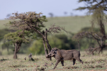 Fototapeta premium Trotting Warthog