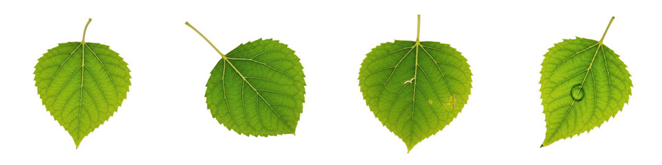 Fototapeta premium Set of Four Fresh Green Birch Leaves Isolated on White Background, Vibrant Botanical Foliage Elements for Eco-Friendly, Natural, and Organic Concept Designs, High Resolution PNG Cutout for Graphic Pro