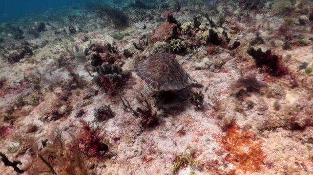 Baby Green turtle (chelonia mydas) looking for food in the reef