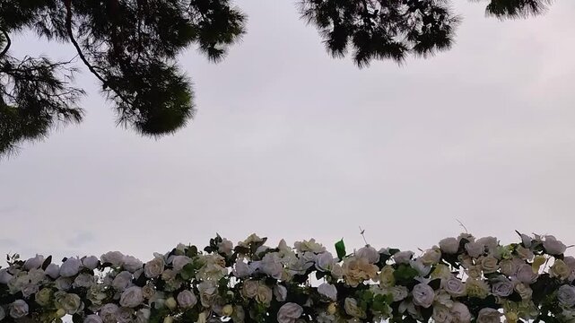 Romantic Wedding Arch Featuring White and Cream Roses with Greenery. Low Angle Shot Against Clear Sky and Pine Tree Branches. Elegant Floral Decoration for Outdoor Ceremony, Celebration and Love Conce