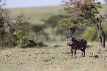 Fototapeta premium Wary Warthog