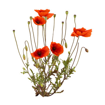 Red poppy plant isolated on transparent background
