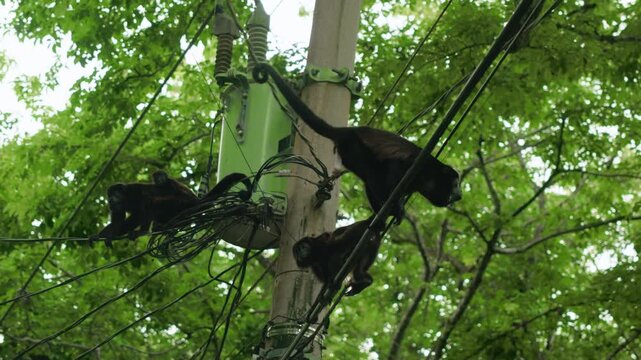 Howler monkeys navigate power lines and an electrical utility pole surrounded by lush green tropical forest canopy. Mother monkey carries baby on back while crossing wires.