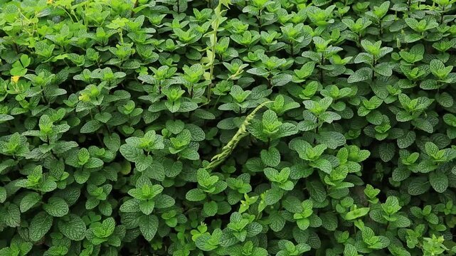 Mint plant grow at vegetable garden