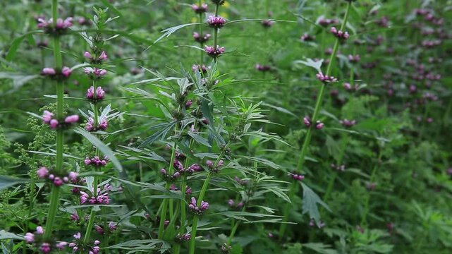 Leonurus sibiricus, Common Motherwort Herb, honeyweed or Siberian motherwort, is an herbaceous plant species native to China, Mongolia, and Siberia. It is used as an alternative to marijuana.