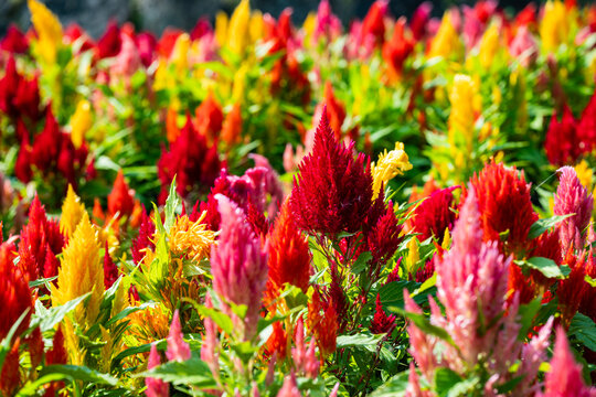 Colorful Celosia Flowers Blooming in a Summer Garden