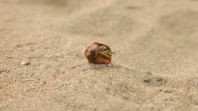 Small hermit crab hiding in a shell moves slowly across sandy beach. The tiny crustacean emerges from its protective spiral shell and crawls on warm golden sand with visible antennae and legs.