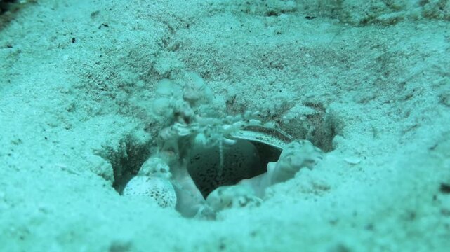 Giant Mantis Shrimp in a hole