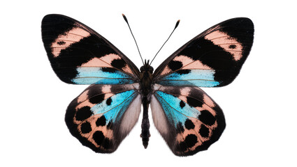 Isolated vibrant butterfly with striking black, blue, and pink patterns on its open wings, top view. © Saoirse