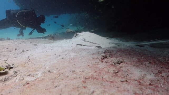 Southern Stingray (dasyatis americana) and a diver in front of