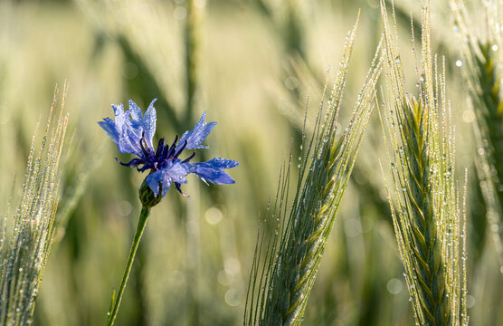 Chaber bławatek - Centaurea cyanus w zbożu. Cornflower - Centaurea cyanus in a grain field.
