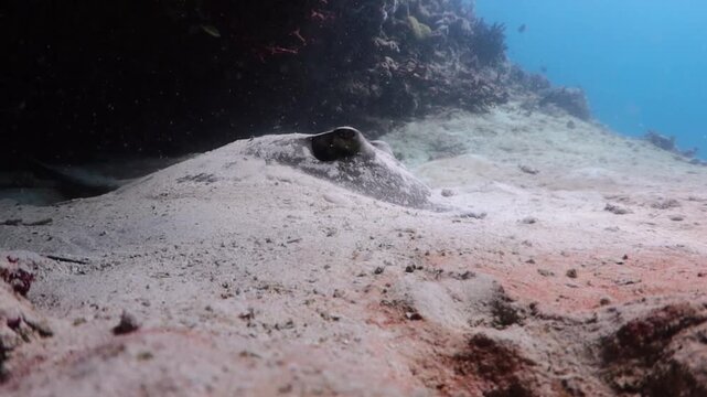 Southern Stingray (dasyatis americana) camouflage in the sand