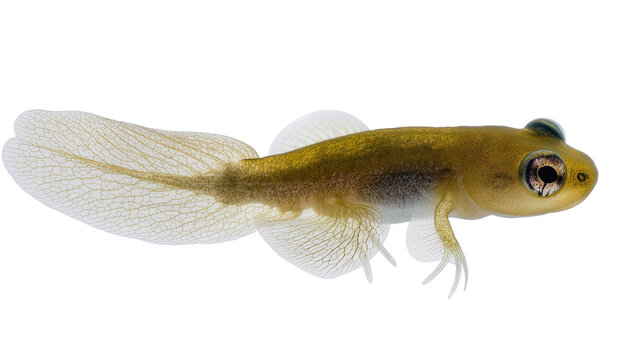 Imágenes de Tadpole: descubre bancos de fotos, ilustraciones