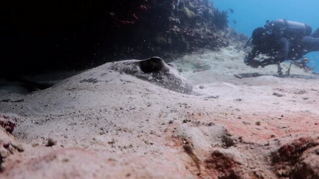 Southern Stingray (dasyatis americana) and a diver beside