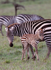 Obraz premium Baby Zebra