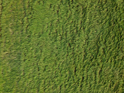 Aerial Top View of Wind Flattened Grain Field Creating Natural Agricultural Texture