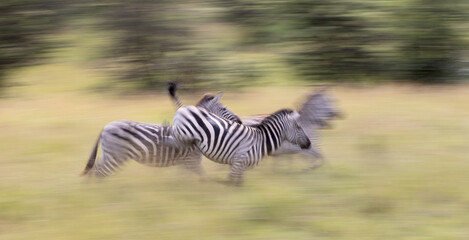 Fototapeta premium Zebra Speed
