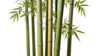 Obraz premium Isolated green bamboo plant with multiple stalks and lush leaves, nature element.
